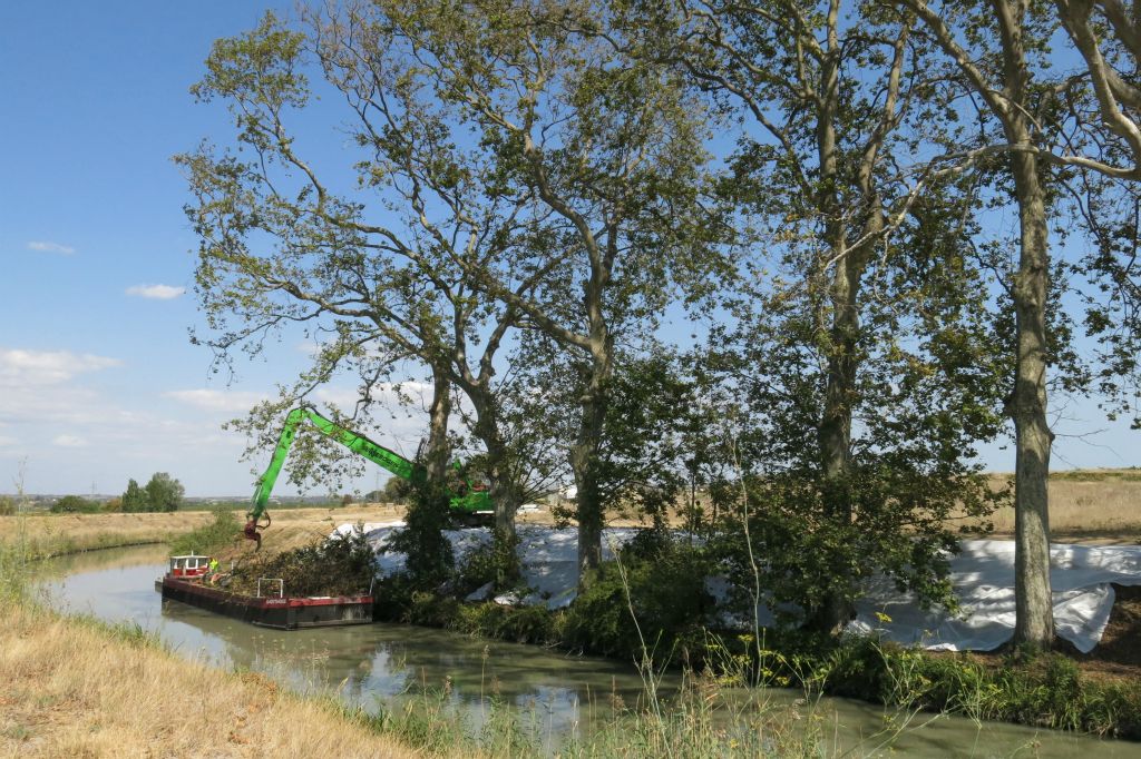 Vue sur le chantier d'abattage des platanes infectés 